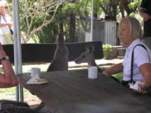 Morning Tea with Kangaroos